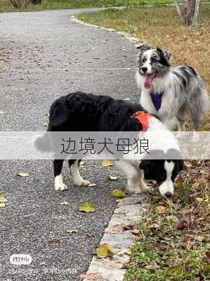 边境犬母狼