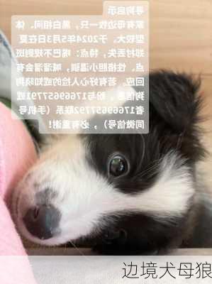 边境犬母狼