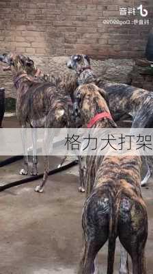 格力犬打架