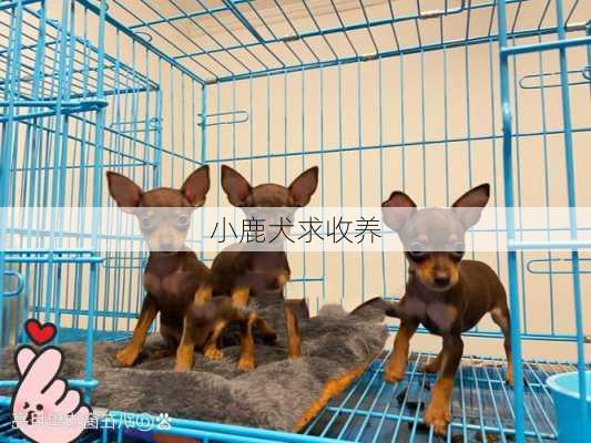 小鹿犬求收养