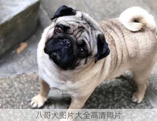 八哥犬图片大全高清照片