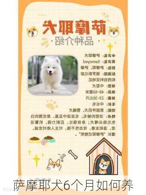 萨摩耶犬6个月如何养