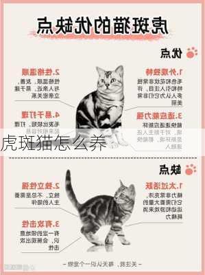 虎斑猫怎么养