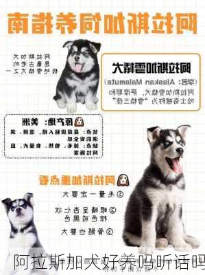 阿拉斯加犬好养吗听话吗